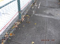 Dear Mayor De Blasio How Long Before Your Sanitation Department And Your NYCHA Deal With This Ongoing Richmond Terrace Houses Grossly Disgusting  Dog Feces Epidemic???