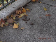 Dear Mayor De Blasio How Long Before Your Sanitation Department And Your NYCHA Deal With This Ongoing Richmond Terrace Houses Grossly Disgusting  Dog Feces Epidemic???