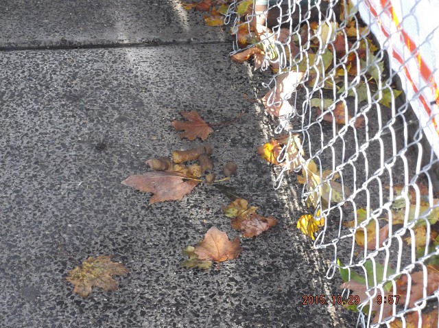Unsanitary NYCHA Dog Feces Everywhere, Everyday!!