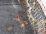 Dear Mayor De Blasio How Long Before Your Sanitation Department And Your NYCHA Deal With This Ongoing Richmond Terrace Houses Grossly Disgusting  Dog Feces Epidemic???