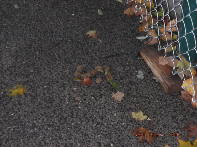 Unsanitary NYCHA Dog Feces Everywhere, Everyday!!