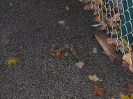 Dear Mayor De Blasio How Long Before Your Sanitation Department And Your NYCHA Deal With This Ongoing Richmond Terrace Houses Grossly Disgusting  Dog Feces Epidemic???