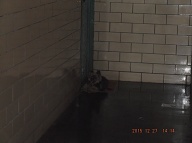 I Exited The Elevator Around 12:40PM And Was Rushed By The Unleashed And Alone Barking 2C Attack Dog In The Hallway!! I Put Down My Bag And Waved My Cane Which Shooed The Angry Dog Away!! I Got My Camera From My Apartment And Took The Attack Dog's Picture!!