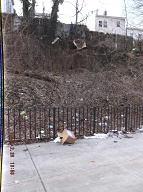 Once Again I Will Have To Go Into Staten Island Housing Court To Get The New York City Housing Authority To Finally Clean Up This Massive Filth!! Your Service Request Number is:C1-1-1217481611 Status The Department of Sanitation investigated this complaint and found no violation at the location. This Rat Farm Number One!!
