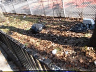 Once Again I Will Have To Go Into Staten Island Housing Court To Get The New York City Housing Authority To Finally Clean Up This Massive Filth!! Rat Farm Number Two!!