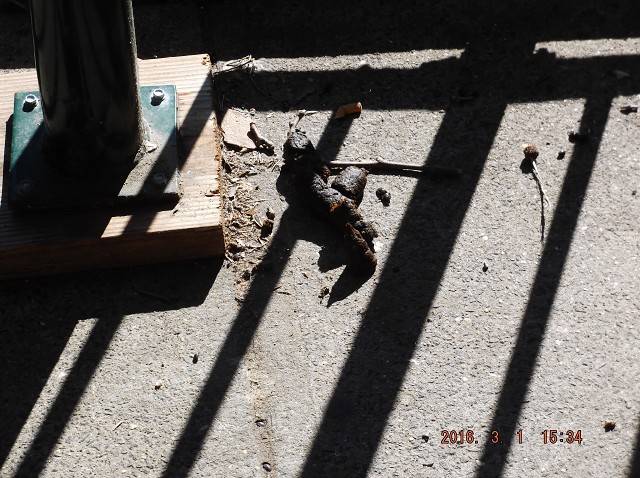 Tenants Dogs Leave Their Feces Everywhere!!