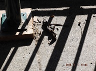The City Of New York Refuses To Ever Do Anything About The Dog Feces Being Left Everywhere Even Though It Is Against The Law!!