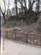 On My Way To The Bus Stop On Richmond Terrace This Morning I Had To Once Again Stare At Satan's Swill That Has Still Not Been Cleaned Up On The Even Side Of Jersey Street!! It Is Against The Religion Of NYCHA Management To Ever Completely Clean Up Here!! When I Got Home I Took These Pictures From Richmond Terrace To The Parking Lot!!