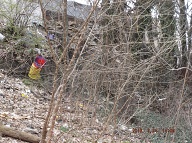 On My Way To The Bus Stop On Richmond Terrace This Morning I Had To Once Again Stare At Satan's Swill That Has Still Not Been Cleaned Up On The Even Side Of Jersey Street!! It Is Against The Religion Of NYCHA Management To Ever Completely Clean Up Here!! When I Got Home I Took These Pictures From Richmond Terrace To The Parking Lot!!