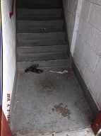 The NYCHA Keeps This Buildings Filthy By Making Sure Our Caretakers Are Both Lazy And Incompetent!!