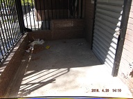 You Can Bet That The Only Way The Caretaker Cleans This Mess Up Is When I Bring The NYCHA Into Housing Court Yet Again!!