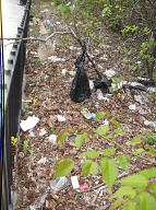 The Richmond Terrace Houses Rat Farm Number One Of The New York City Housing Authority Remains In Full Bloom Despite Numerous Certified Mail To Mayor De Blasio, Borough President Oddo, And Public Advocate Leticia James!!