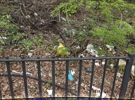The Richmond Terrace Houses Rat Farm Number One Of The New York City Housing Authority Remains In Full Bloom Despite Numerous Certified Mail To Mayor De Blasio, Borough President Oddo, And Public Advocate Leticia James!!