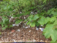 The Richmond Terrace Houses Rat Farm Number One Of The New York City Housing Authority Remains In Full Bloom Despite Numerous Certified Mail To Mayor De Blasio, Borough President Oddo, And Public Advocate Leticia James!!
