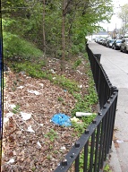 The Richmond Terrace Houses Rat Farm Number One Of The New York City Housing Authority Remains In Full Bloom Despite Numerous Certified Mail To Mayor De Blasio, Borough President Oddo, And Public Advocate Leticia James!!