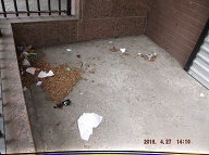 The Only Thing The Management Of The New York City Housing Authority Is Concerned About Here Is The Ongoing Selling Of Their Drugs!!