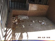 TODAY IS AUGUST 23, 2016 AND OUR LAZY NO SHOW JOB N.Y.C.H.A. CARETAKER IS STILL A.W.O.L. THE TRASH PILES UP OUT FRONT WHICH IS JUST WHAT SATAN WANTS HERE, PLENTY OF SLIME AND PLENTY OF SWILL!! Please Read: <a href="http://www.paynal.com/parables.php?id=323">http://www.paynal.com/parables.php?id=323</a>