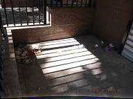 TODAY IS AUGUST 29, 2016 AND OUR LAZY NO SHOW JOB N.Y.C.H.A. CARETAKER IS STILL A.W.O.L. THE TRASH PILES UP OUT FRONT WHICH IS JUST WHAT SATAN WANTS HERE, PLENTY OF SLIME AND PLENTY OF SWILL!!  Please Read: <a href="http://www.paynal.com/parables.php?id=323">http://www.paynal.com/parables.php?id=323</a>