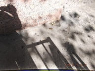 On October 5, 2016 I Exited This Nasty Building Using Stairwell "B"!! There I Saw Some Dog Shit Right Near The Wall To The Entrance Door!! When I Returned Home The Dog Shit Was Still There So I Took A Picture!!