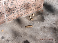 On October 5, 2016 I Exited This Nasty Building Using Stairwell "B"!! There I Saw Some Dog Shit Right Near The Wall To The Entrance Door!! When I Returned Home The Dog Shit Was Still There So I Took A Picture!! This Is A Close Up Of The Dog Shit Above!!