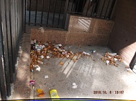 TODAY IS OCTOBER 6, 2016 AND OUR LAZY  N.Y.C.H.A. CARETAKER IS STILL ONLY DOING A HALF ASS JOB HERE!! THE TRASH ENDLESSLY PILES UP OUT FRONT WHICH IS JUST WHAT SATAN WANTS HERE, PLENTY OF SLIME AND PLENTY OF SWILL!! Please Read:  <a href="http://www.paynal.com/parables.php?id=323">http://www.paynal.com/parables.php?id=323</a>