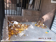 TODAY IS NOVEMBER 2, 2016 AND OUR LAZY  N.Y.C.H.A. CARETAKER IS STILL ONLY DOING A HALF ASS JOB HERE!! THE TRASH ENDLESSLY PILES UP OUT FRONT WHICH IS JUST WHAT SATAN WANTS HERE, PLENTY OF SLIME AND PLENTY OF SWILL!! Please Read:  <a href="http://www.paynal.com/parables.php?id=323">http://www.paynal.com/parables.php?id=323</a>