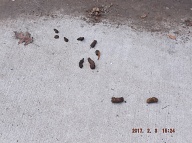THIS IS ONE OF THE MANY PILES OF POOP ALL OVER EVERY SINGLE SIDEWALK BECAUSE NO SANITATION LAWS OR RULES ARE EVER ENFORCED HERE!!