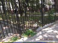 This Is The Swill At Rat Farm Three In The Rear Of 456 Richmond Terrace And Along Westervely Avenue!!