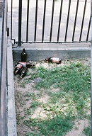Here You Can Drink Liquor, Sell Drugs, And Smoke Marijuana Right On The NYPD Cameras!