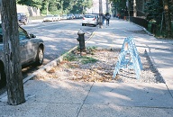 This Hole Has Existed So Long A Tree Is Growing There!