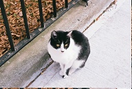 This Wild Cat Lives Outside Of The Building With Her Kitten!
