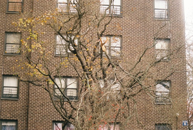 Another Tree Limb Needlessly Broken