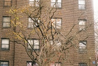 Our Delinquent Youths Have Broken Another Tree Limb Where They Are Not Supposed To Even Be Going!