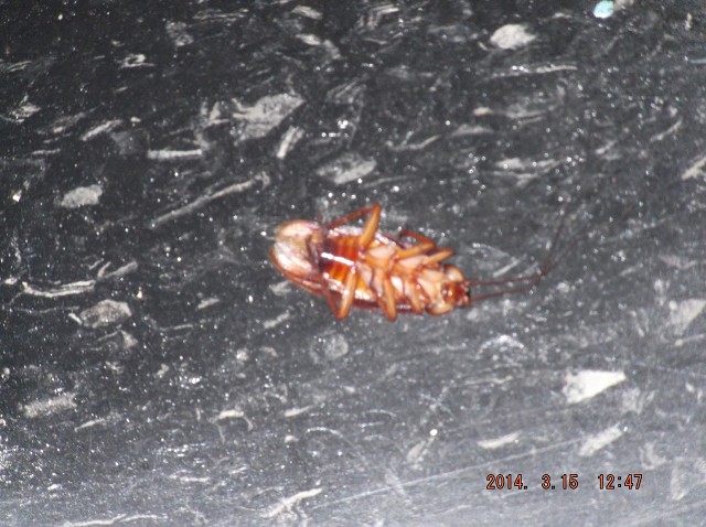 Say Hello To A Dead Junior Cockroach!! 