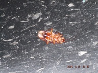 His Parents Are More Than Twice His Size. They Migrated Here From Manhattan And They Are Taking Over Staten Island!!!!