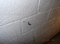 This Will Remain On The Wall Until A New N.Y.C.H.A. Employee Is Assigned To This Very Notorious Building!!